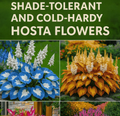 Shade-Tolerant and Cold-Hardy Hosta Flowers